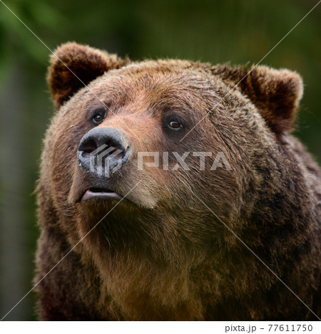 Brown bears in the wild, a large mammal after hibernation, a predator in the wild forest and wildlife. Brown bears in the wild, a large mammal after hibernation, a predator in the wild forest and wildlife. 77611750