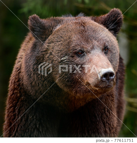 Brown bears in the wild, a large mammal after hibernation, a predator in the wild forest and wildlife. 77611751