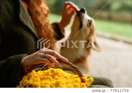 pembroke welsh corgi on a walk in the autumn park,photo session from a corgi, a basket with yellow chrysanthemums. 77611759