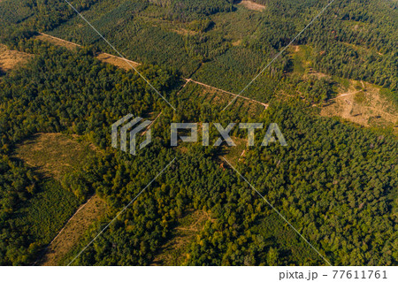 Deforestation, large-scale deforestation, destruction of the environment, deterioration of the environment in Ukraine. Deforestation, large-scale deforestation, destruction of the environment, deterioration of the environment in Ukraine. 77611761
