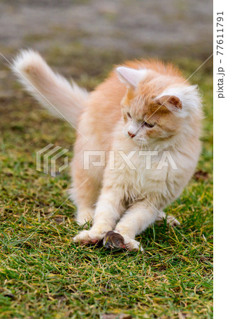 A red cat plays with its prey, cat food, mole and cat. 77611791