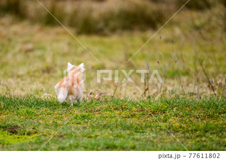The little red cat hunted the mole, a natural instinct in the cat. The little red cat hunted the mole, a natural instinct in the cat. 77611802