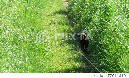 近づいてくる猫　(黒猫) 77611810