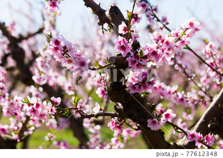 Flowering of peach trees Flowering of peach trees 77612348