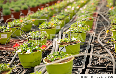 Pots with flowering portulaca in greenhouse Pots with flowering portulaca in greenhouse 77612350