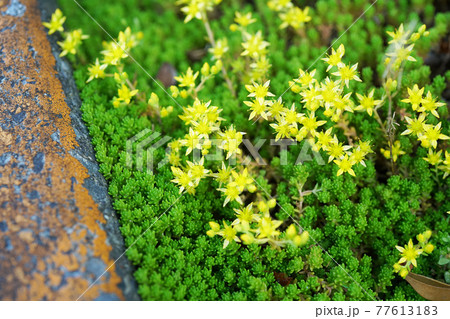 オウシュウマンネングサ 77613183