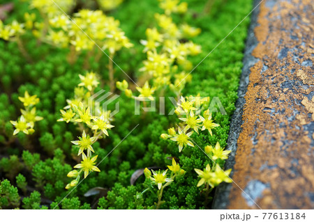 オウシュウマンネングサ オウシュウマンネングサ 77613184