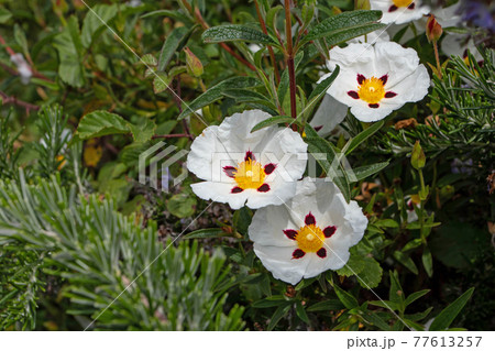 Cistus ladanifer white spotted flowers with crumpled petals 77613257