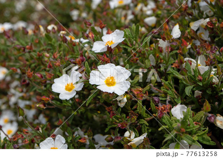 Cistus salviifolius or sage-leaved rock-rose white flowers. Cistus salviifolius or sage-leaved rock-rose white flowers. 77613258