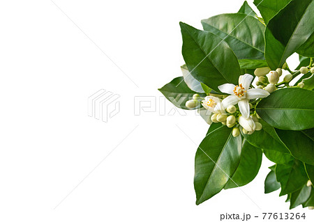 Orange tree white fragrant flowers and buds isolated on white. Orange tree white fragrant flowers and buds isolated on white. 77613264