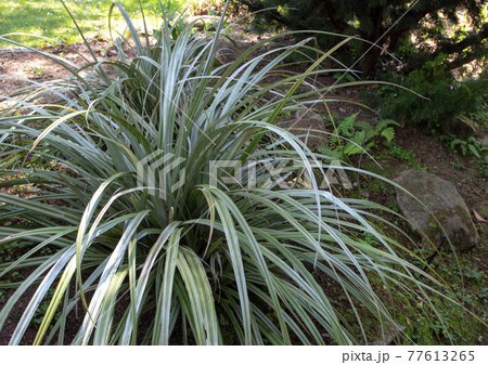 Astelia chathamica or silver spear plant in the garden Astelia chathamica or silver spear plant in the garden 77613265