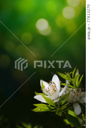 White orange tree flower on the dark bokeh background White orange tree flower on the dark bokeh background 77613270