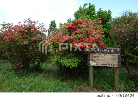 赤城神社参道松並木のツツジ 赤城神社参道松並木のツツジ 77613404