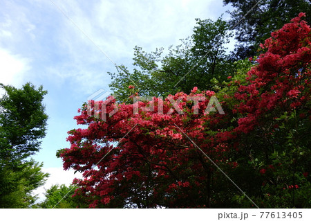 赤城神社参道松並木のツツジ 赤城神社参道松並木のツツジ 77613405