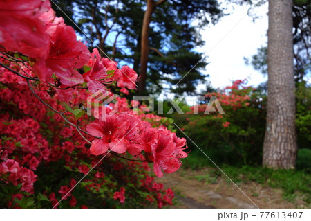 赤城神社参道松並木のツツジ 赤城神社参道松並木のツツジ 77613407
