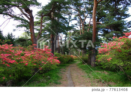 赤城神社参道松並木のツツジ 赤城神社参道松並木のツツジ 77613408