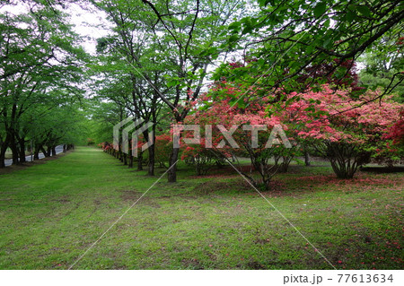 赤城南面千本桜のツツジ 赤城南面千本桜のツツジ 77613634