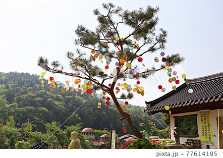 提灯 庵 木 77614195
