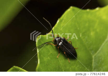 クロツヤヒゲナガハナノミ 77614246