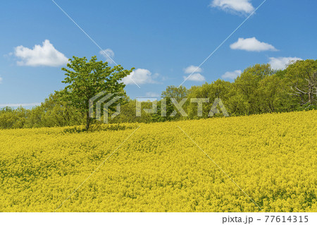 春の三ノ倉高原(スキー場) 花畑 菜の花 福島県喜多方市 春の三ノ倉高原(スキー場) 花畑 菜の花 福島県喜多方市 77614315