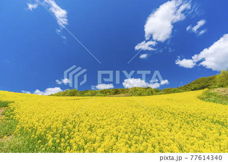 春の三ノ倉高原（スキー場）　花畑　菜の花　福島県喜多方市 77614340