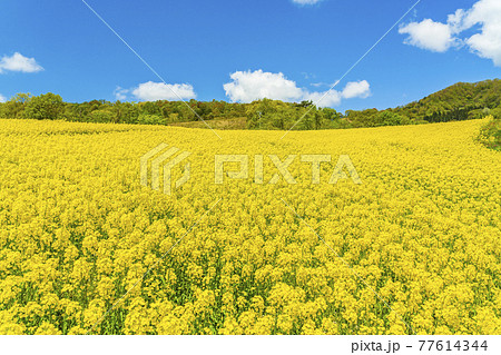 春の三ノ倉高原（スキー場）　花畑　菜の花　福島県喜多方市 77614344