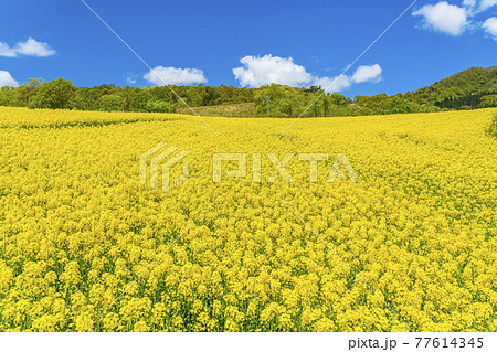 春の三ノ倉高原（スキー場）　花畑　菜の花　福島県喜多方市 77614345