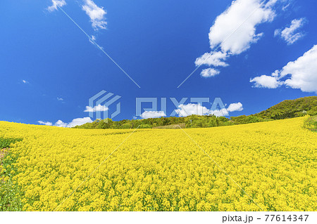 春の三ノ倉高原（スキー場）　花畑　菜の花　福島県喜多方市 77614347
