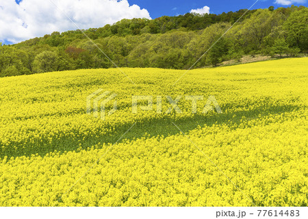 春の三ノ倉高原 スキー場 花畑 菜の花 福島県喜多方市の写真素材