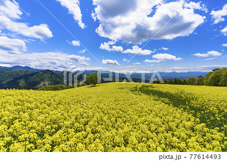 春の三ノ倉高原（スキー場）　花畑　菜の花　福島県喜多方市 77614493
