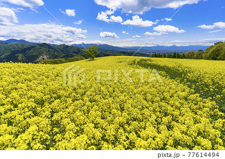 春の三ノ倉高原(スキー場) 花畑 菜の花 福島県喜多方市 春の三ノ倉高原(スキー場) 花畑 菜の花 福島県喜多方市 77614494