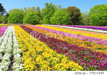 【鳥取県】晴天下のとっとり花回廊（花の丘） 77614495