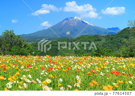 【鳥取県】晴天下のとっとり花回廊(大山と花の丘) 【鳥取県】晴天下のとっとり花回廊(大山と花の丘) 77614507