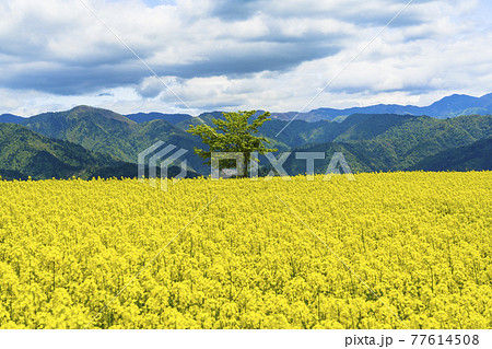 春の三ノ倉高原（スキー場）　花畑　菜の花　福島県喜多方市 77614508