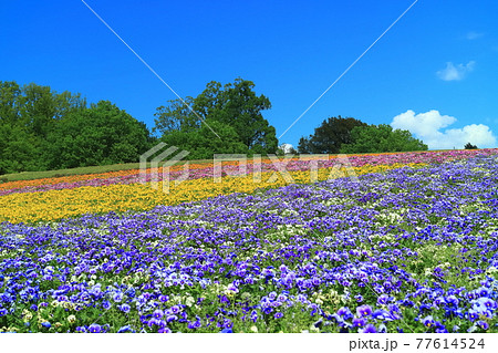 【鳥取県】晴天下のとっとり花回廊（花の丘） 77614524