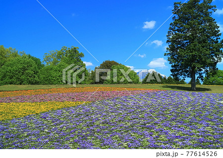 【鳥取県】晴天下のとっとり花回廊（花の丘） 77614526
