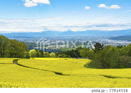 春の三ノ倉高原(スキー場) 花畑 菜の花 福島県喜多方市 春の三ノ倉高原(スキー場) 花畑 菜の花 福島県喜多方市 77614538