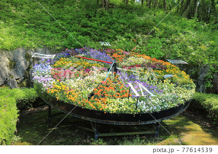 【鳥取県】晴天下のとっとり花回廊（花時計） 77614539