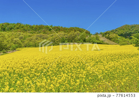 春の三ノ倉高原 スキー場 花畑 菜の花 福島県喜多方市の写真素材