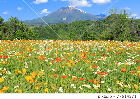【鳥取県】晴天下のとっとり花回廊（大山と花の丘） 77614571
