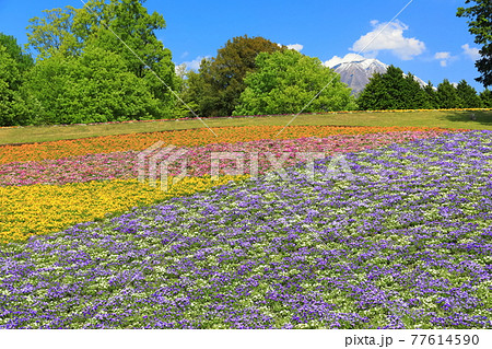 【鳥取県】晴天下のとっとり花回廊(花の丘) 【鳥取県】晴天下のとっとり花回廊(花の丘) 77614590