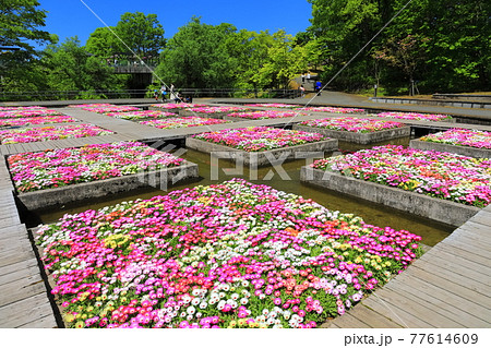 【鳥取県】晴天下のとっとり花回廊（水上花壇） 77614609
