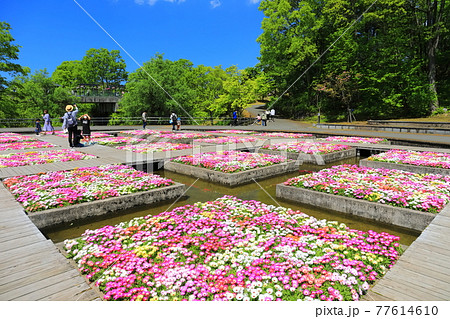 【鳥取県】晴天下のとっとり花回廊（水上花壇） 77614610