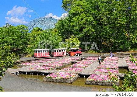 【鳥取県】晴天下のとっとり花回廊（水上花壇） 77614616