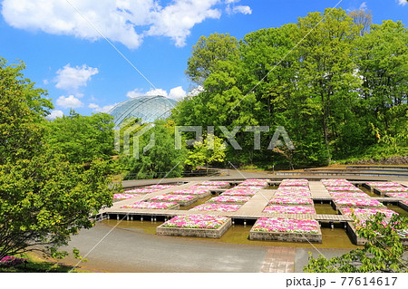 【鳥取県】晴天下のとっとり花回廊（水上花壇） 77614617