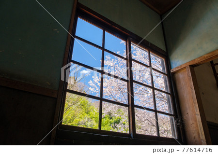 窓の桜 77614716