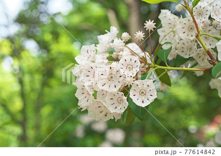 白いカルミアの花 77614842