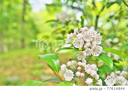 白いカルミアの花 白いカルミアの花 77614844