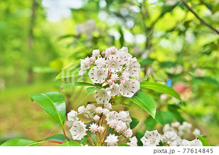 白いカルミアの花 77614845