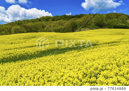 春の三ノ倉高原 スキー場 花畑 菜の花 福島県喜多方市の写真素材